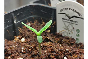 How many cannabis seeds do you need to grow a plant? - By Dutch Passion