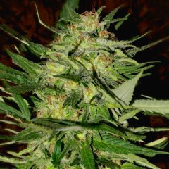 Advanced Seeds - Jack Plant feminized cannabis seeds - sativa dominant marijuana strain with a flowering time around 60-70 days and THC levels at 20%