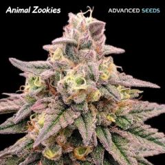 Advanced Seeds - Animal Zookies (Fem)
