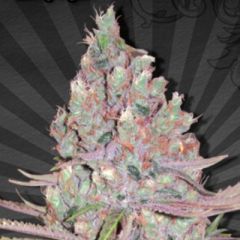 Auto Seeds - Berry Ryder feminized cannabis seeds - autoflowering marijuana strain with a flowering time around 60-65 days