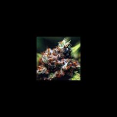 KC Brains - Brasil x KC regular cannabis seeds - indica/sativa hybrid marijuana strain with a flowering time between 9-12 weeks