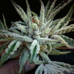 Cali Connection - Buddha Tahoe OG feminized cannabis seeds - indica/sativa hybrid marijuana strain with a flowering time around 60-65 days and a yield around 500-600g/m2