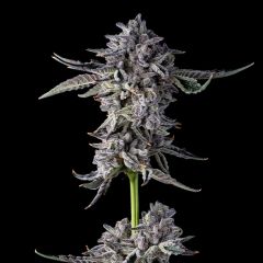 Compound Genetics - Candy Bezels - Feminized Cannabis Seeds