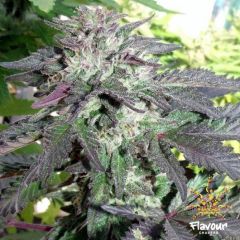 Flavour Chasers - Cherry Pie (Fem)