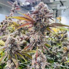 Compound Genetics - Jet Puft - Feminized Cannabis Seeds