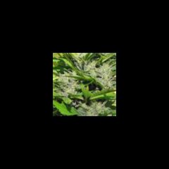 KC Brains - Cristal Paradise regular cannabis seeds - indica/sativa hybrid marijuana strain with a flowering time around 6-9 weeks