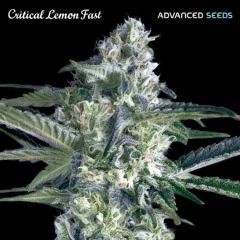 Advanced Seeds - Critical Lemon Fast (Fem)