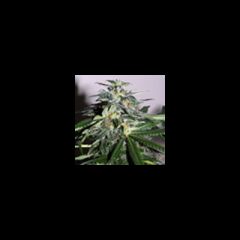 KC Brains - Cyber Cristal regular cannabis seeds - indica/sativa hybrid marijuana strain with a flowering time between 6-8 weeks