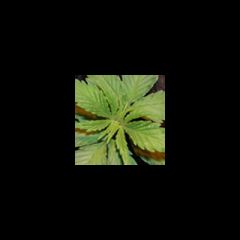 KC Brains - Danky Doodle regular cannabis strain - sativa dominant marijuana strain with a flowering time between 9-12 weeks