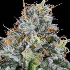 Grounded Genetics - Easy Money - Feminized Cannabis Seeds