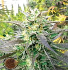 Emerald Triangle - Blueberry Headband feminized cannabis seeds - 50/50 indica/sativa hybrid marijuana strain with a flowering time around 9 weeks