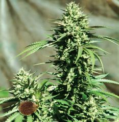 Emerald Triangle - California Wildfire regular cannabis seeds - 60% indica dominant marijuana strain with a flowering time around 10-11 weeks