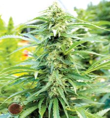 Emerald Triangle - Cherry O.G. feminized cannabis seeds - 50/50 indica/sativa hybrid marijuana strain with a flowering time around 10-11 weeks