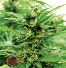 Emerald Triangle - Emerald Jack feminized cannabis seeds - 70% sativa dominant marijuana strain with a flowering time around 9-10 weeks
