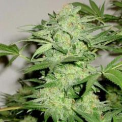 G13 Labs - NL Automatic feminized cannabis seeds - autoflowering marijuana strain with a flowering time around 8 weeks 