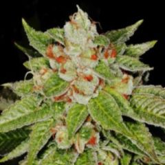 G13 Labs - OG13 feminized cannabis seeds - indica/sativa marijuana hybrid with a flowering time around 9 weeks 
