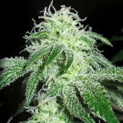 G13 Labs - Gigabud feminized cannabis seeds - indica/sativa hybrid marijuana strain with a very short flowering time between 5-6 weeks. Can grow large if not managed.