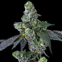 Compound Genetics - Goofiez² - Feminized Cannabis Seeds