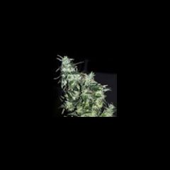 KC Brains - Haze Special regular cannabis seeds - indica/sativa hybrid marijuana strain with a flowering time between 6-9 weeks
