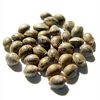 Sagamartha Seeds - Boulder Bubblegum (Feminized)