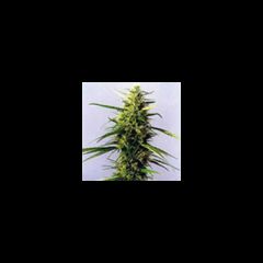 KC Brains - KC36 regular cannabis seeds - indica/sativa hybrid marijuana strain with a flowering time between 6-8 weeks