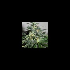 KC Brains - KC42 regular cannabis seeds - sativa dominant marijuana strain, grows large, flowering gtime 9-11 weeks