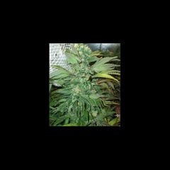 KC Brains - KC45 regular cannabis seeds - autoflowering marijuana strain with a dlowering time of 6-9 weeks