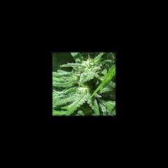 KC Brains - Afghani Special regular cannabis seeds - indica dominant marijuana strain 