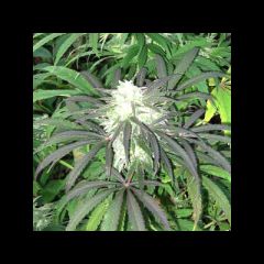 KC Brains - Brain's Escape regular cannabis seeds - indica/sativa hybrid marijuana strain, grows large