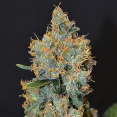 CBD Seeds - Lavender feminized cannabis seeds - indica dominant marijuana strain with flowering time around 7-8 weeks