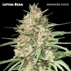 Advanced Seeds - Lemon Bean (Fem)
