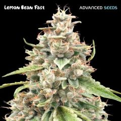Advanced Seeds - Lemon Bean Fast (Fem)