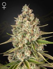 Green House Seeds - Lost Pearl (Feminized) 