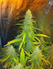 CBD Seeds - Mexican Haze feminized cannabis seeds - hybrid marijuana strain with a flowering time around 8 weeks