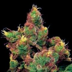 G13 Labs - Midnight Kush feminized cannabis seeds - indica/sativa hybrid marijuana strain with a flowering time around 8-10 weeks