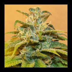 Next Generation - NG69 feminized cannabis seeds - autoflowering marijuana strain with a grow time around 69 days