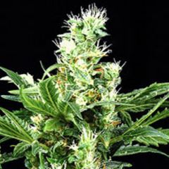 G13 Labs - Northern Lights x Skunk feminized cannabis seeds - indica/sativa hybrid marijuana strain with a flowering time between 8-9 weeks 