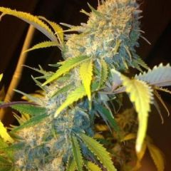 Phoenix Cannabis Seeds - Northern Lights Express Auto (Fem)