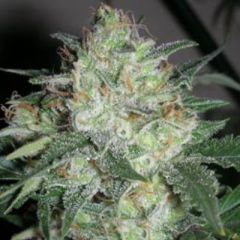 Cali Connection - OGiesel feminized cannabis seeds - 60% sativa dominant marijuana strain with a flowering time around 8 weeks and yields around 650g/m2