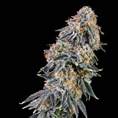 Grounded Genetics - Rainbow Fuel - Feminized Cannabis Seeds