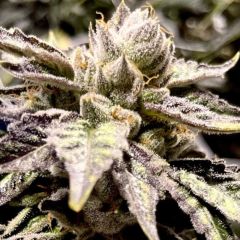 Rare Dankness - Lemon Ghost Train - Feminized Cannabis Seeds