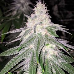 Rare Dankness - Purple Hashplant Haze - Regular Cannabis Seeds