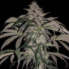 Rare Dankness - Purple Swish Haze - Regular Cannabis Seeds