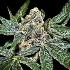 Rare Dankness - Sumptuouz - Regular Cannabis Seeds
