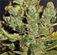 Royal Queen Seeds - Royal Cheese Fast V (Feminized)