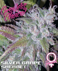 Growers Choice - Silver Grape Sherbet  (Fem)