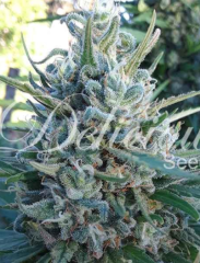 Delicious Seeds - Eleven Roses Early Version (Feminized) 