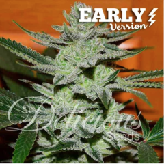 Delicious Seeds - Unknown Kush Early Version (Feminized) 