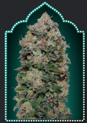 00 Seeds - Nothern Lights (Feminized) 