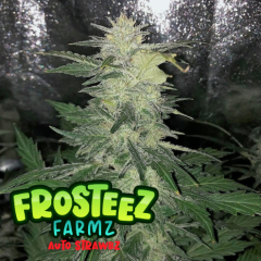Frosteez Farmz - Auto Strwabz (Feminized)